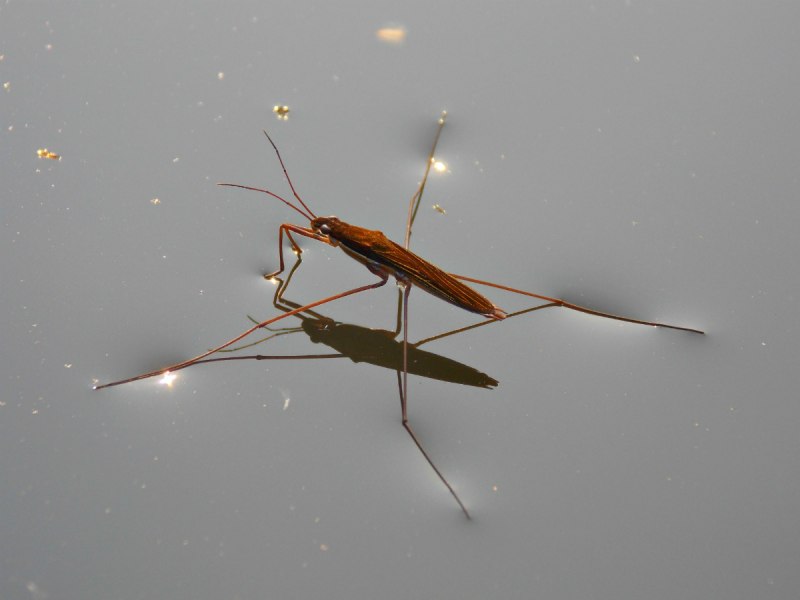 Gerris lacustris – Водомерка Прудовая