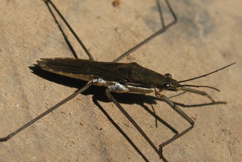 Жук Brachyta-variabilis
