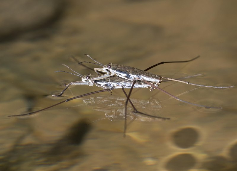 Gerris lacustris