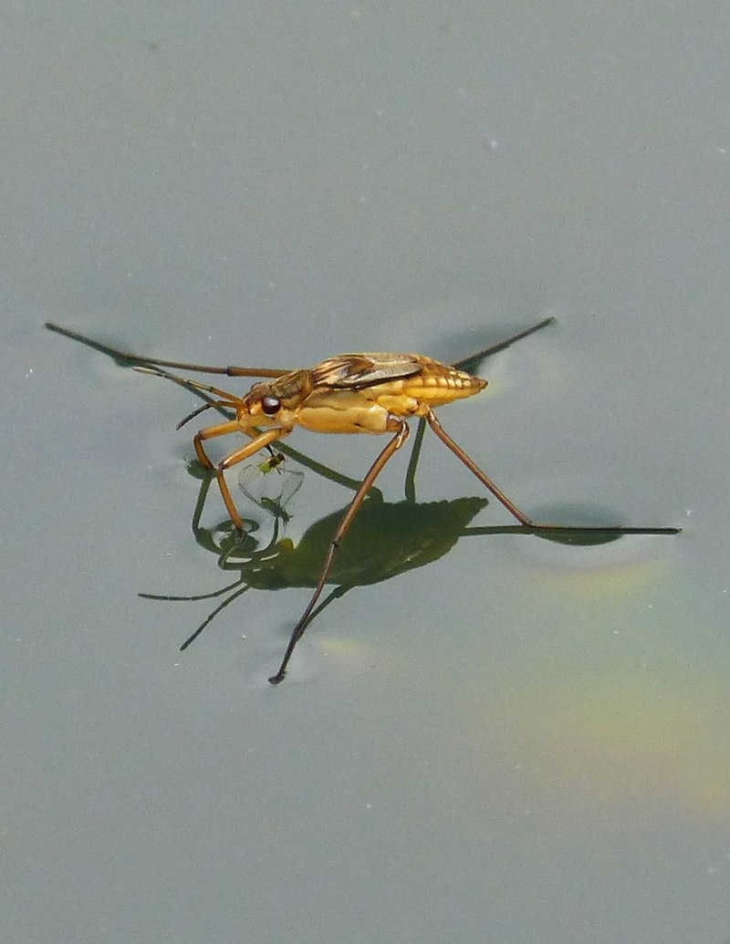Водомерка Gerridae