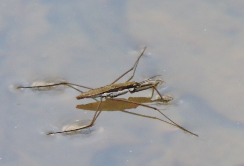 Клоп Водомерка Нектон