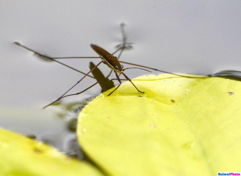 Water Strider парк культуры