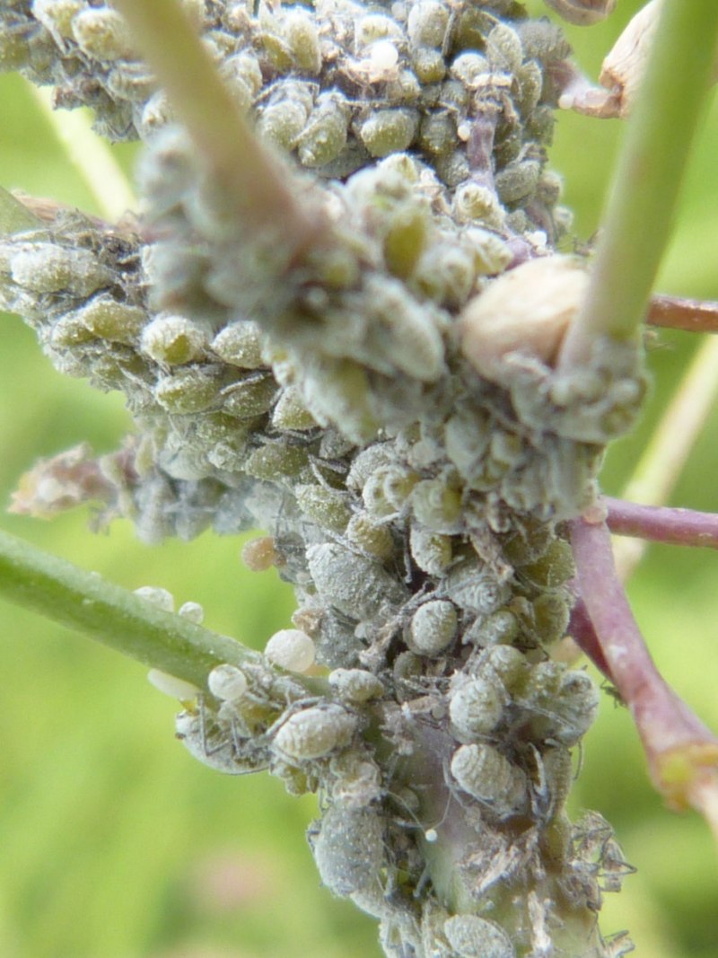 Brevicoryne brassicae