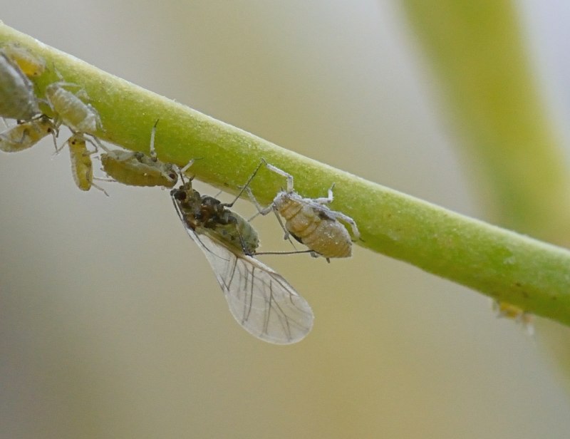 Капустная тля (Brevicoryne brassicae.)