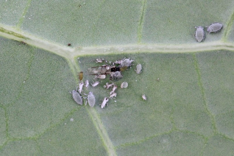 Капустная тля (Brevicoryne brassicae.)