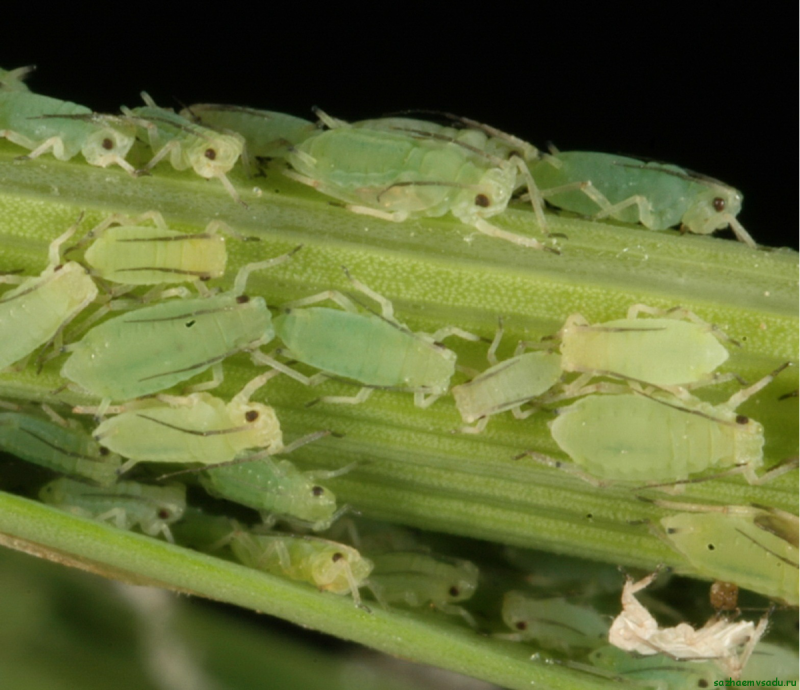 Pyrenopeziza brassicae