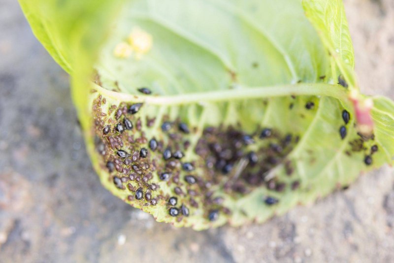 Капустная тля (Brevicoryne brassicae.)