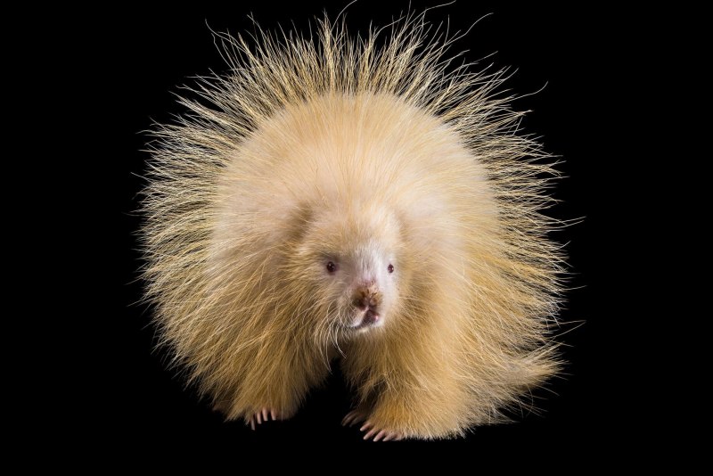 Дикобраз hystrix cristata