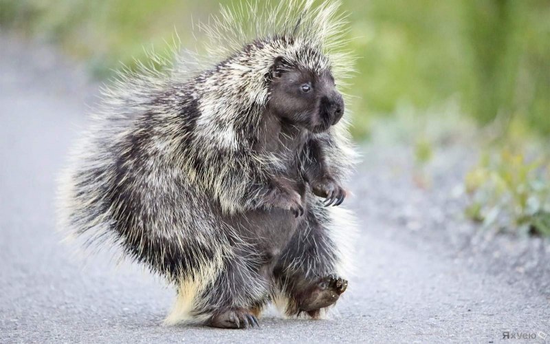 In Absentia Porcupine