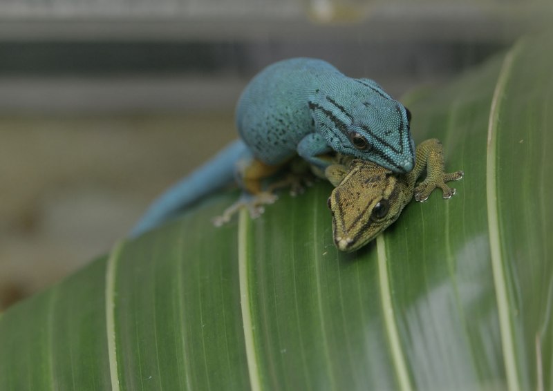 Mate Gecko