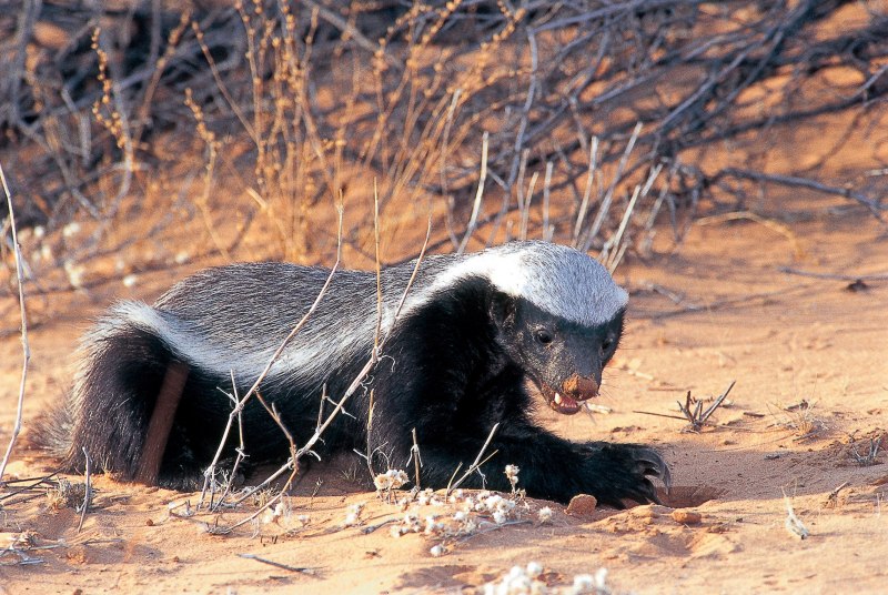 Honey Badger медоед