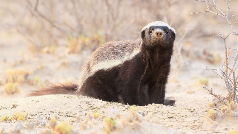 Honey Badger медоед