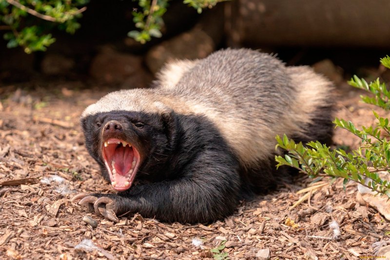African Honey Badger
