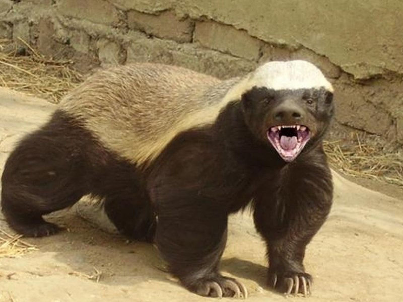 Медоед Mellivora capensis