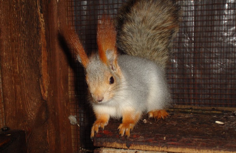 Белка обыкновенная (лат. Sciurus vulgaris)
