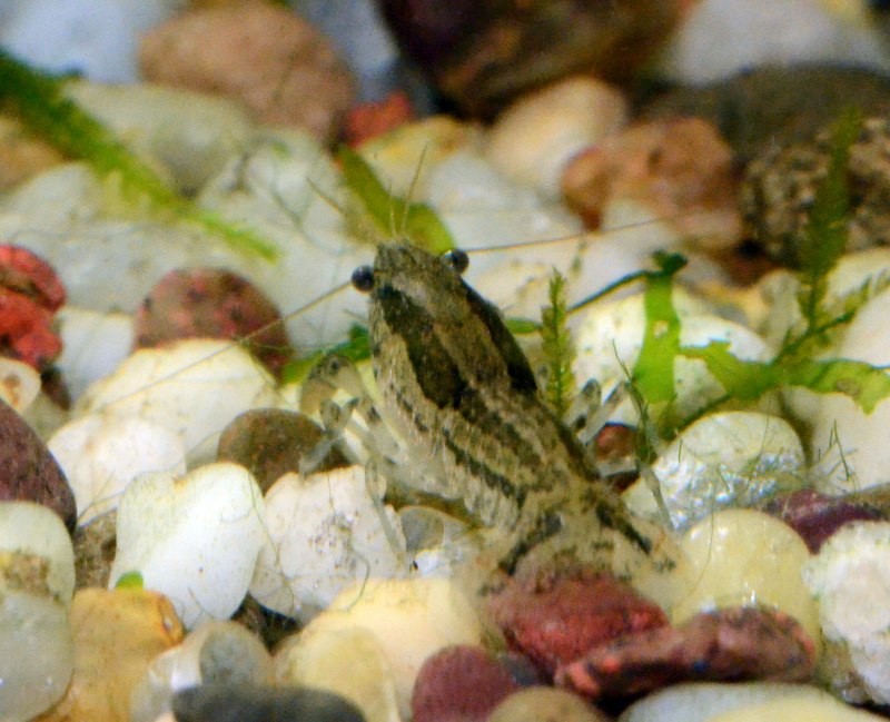 Cambarellus texanus в аквариуме