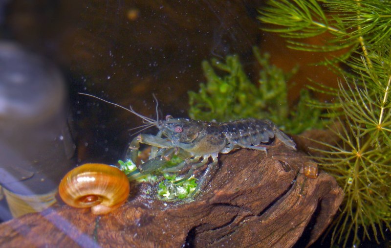 Cambarellus diminutus