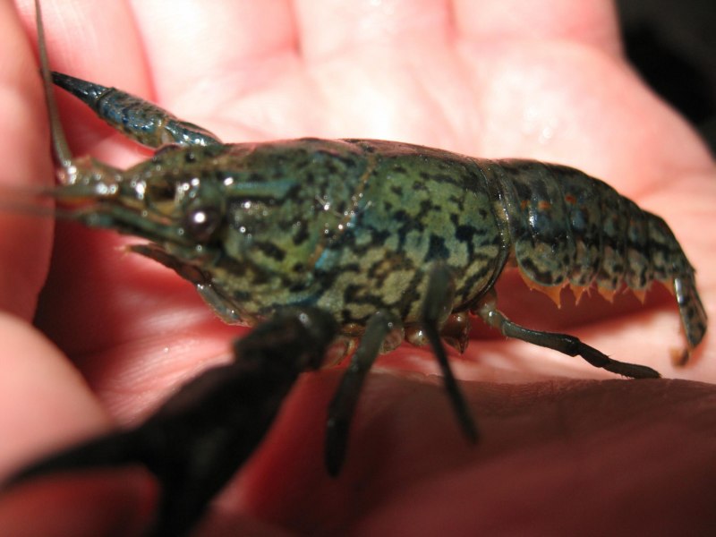 Procambarus Cubensis