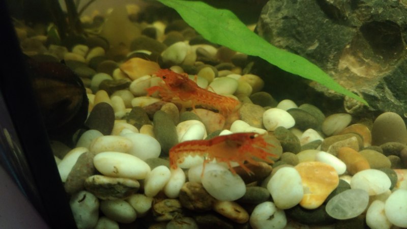Lobster Mini Mexican