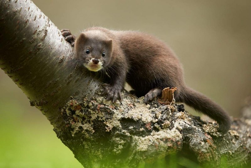 Американская норка (Mustela Vison)