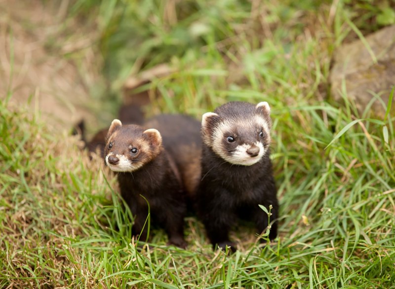 Хорь Лесной Mustela putorius