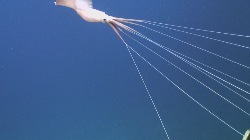 Magnapinna Squid
