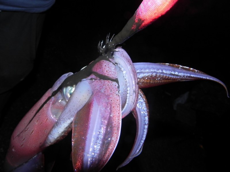 Magnapinna Squid