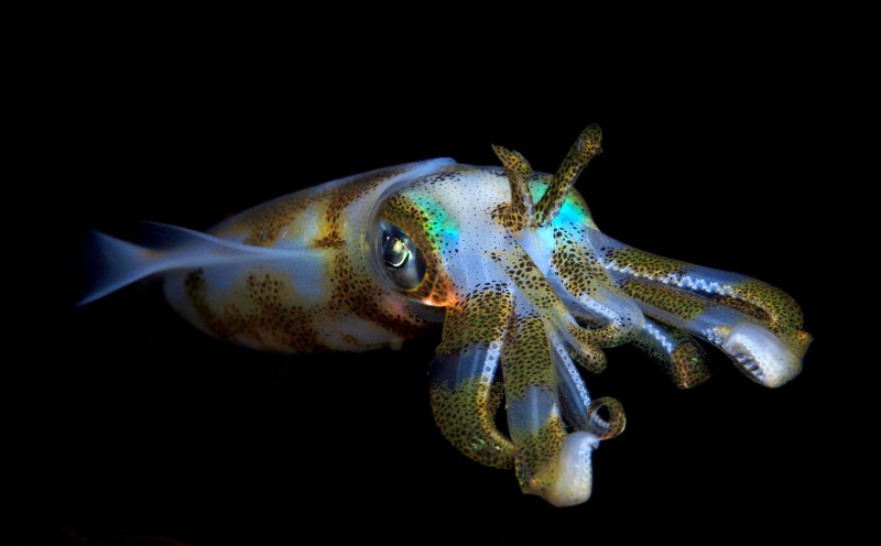 Sepioteuthis lessoniana