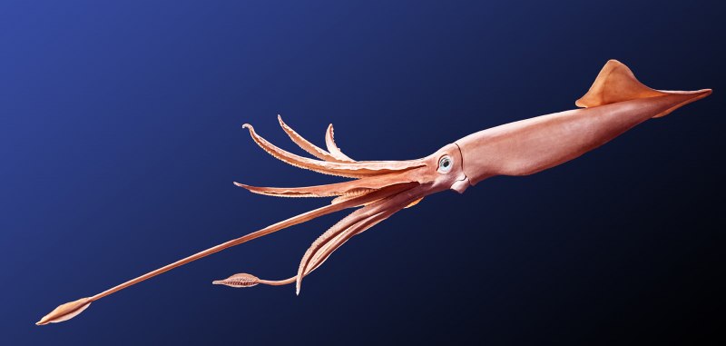 Sepioteuthis lessoniana