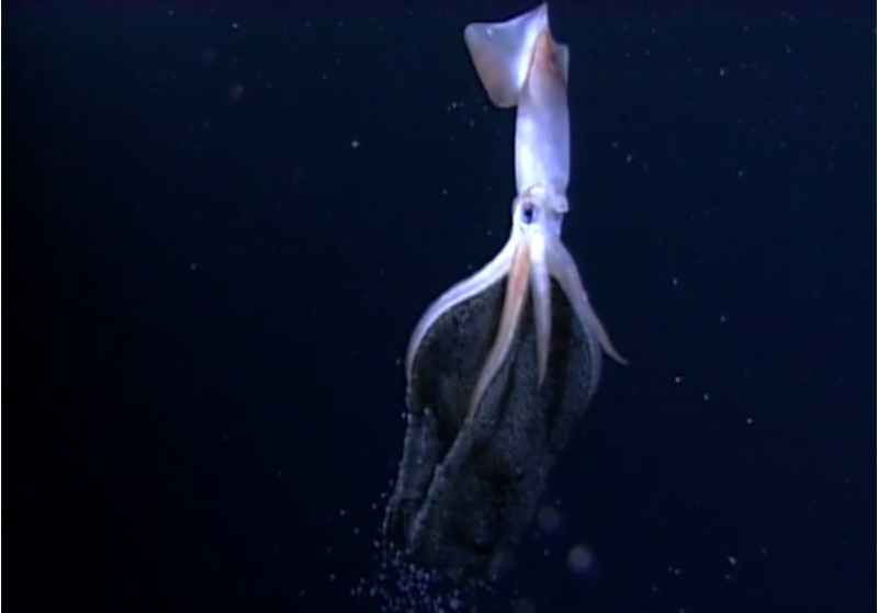 Sepioteuthis lessoniana