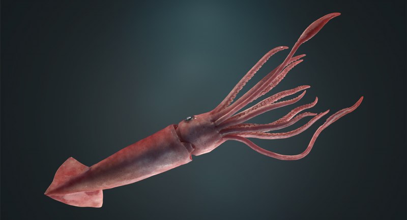 Squidworm - новый вид червей. Обнаружен в Целебесском море