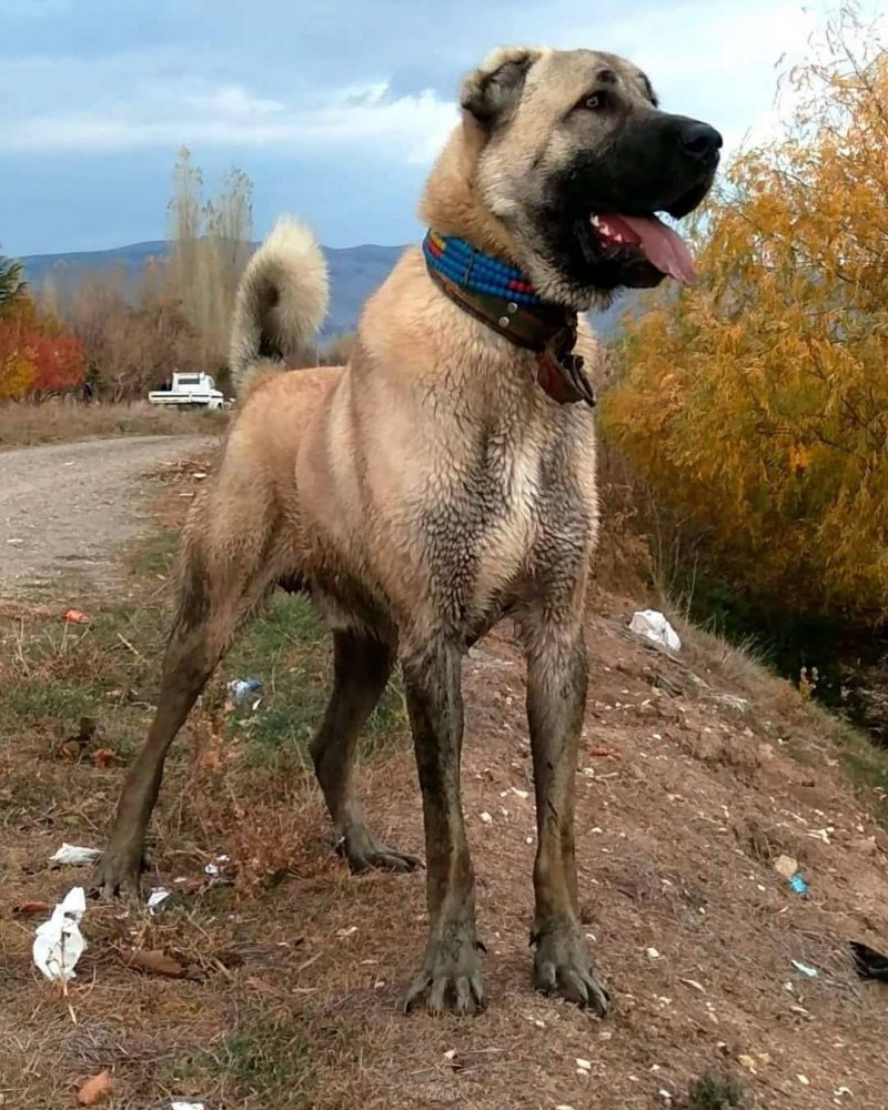 Турецкий алабай кангал
