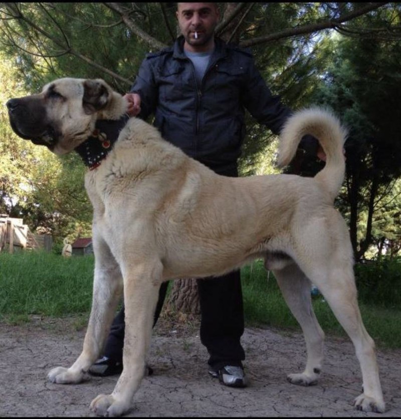 Волкодав кавказский алабай