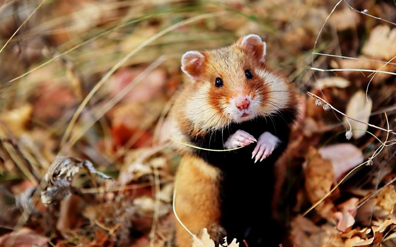 Cricetus Cricetus