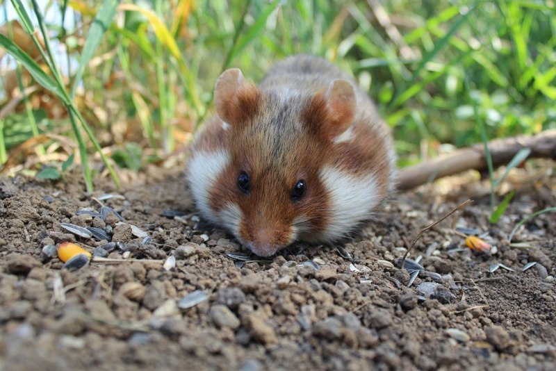 Обыкновенный хомяк Cricetus Cricetus
