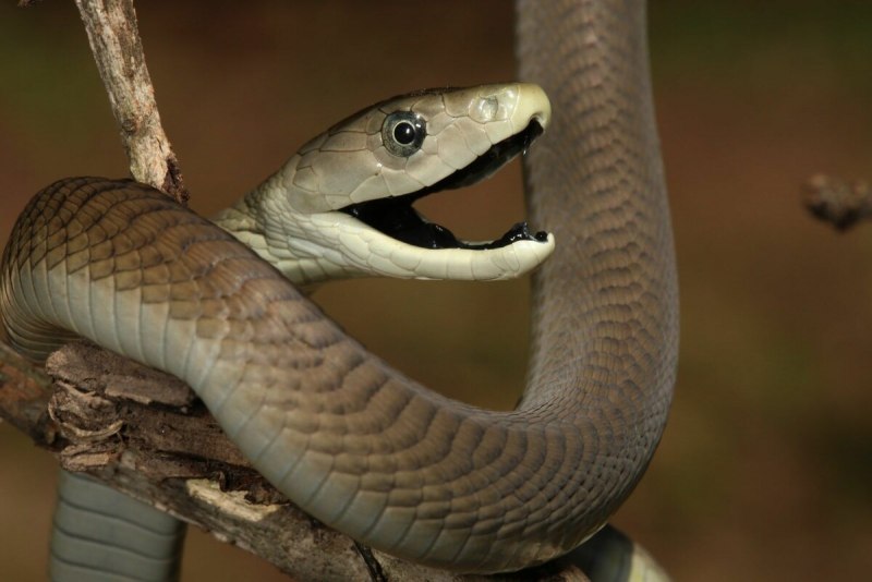 Dendroaspis polylepis змея