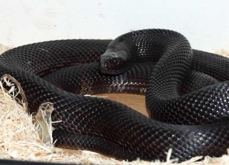 Dendroaspis polylepis змея