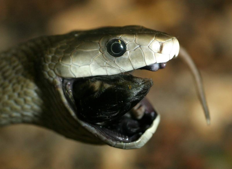 Чёрная мамба Dendroaspis polylepis