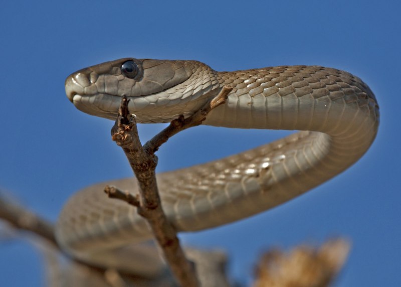 Чёрная мамба Dendroaspis polylepis