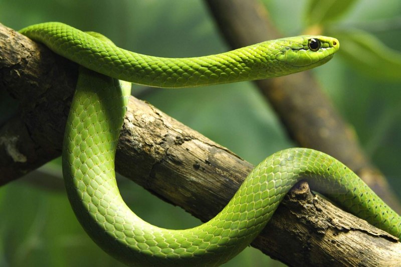 Чёрная мамба Dendroaspis polylepis