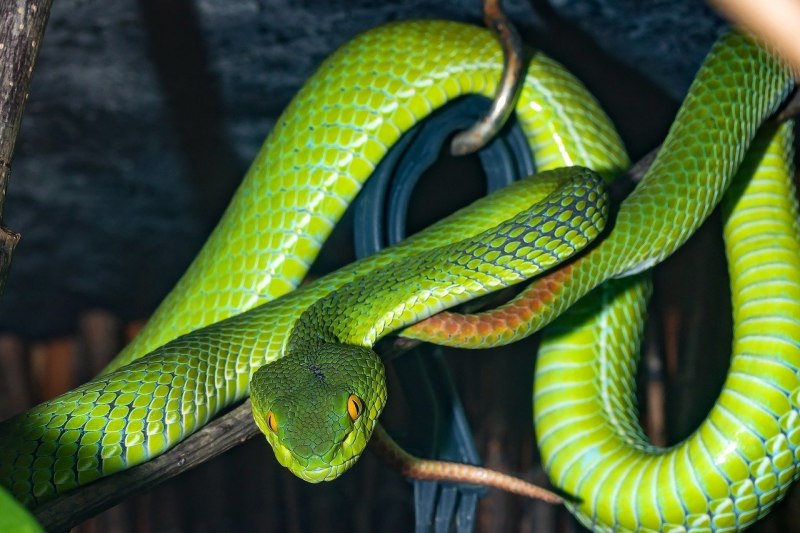 Pseudechis porphyriacus