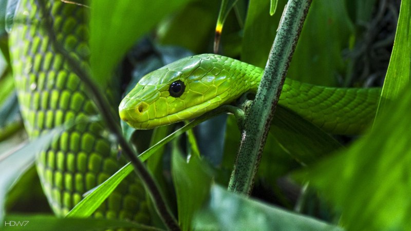 Dendroaspis polylepis змея