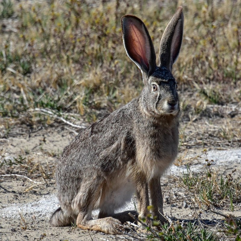 Lepus californicus Gray, 1836 - калифорнийский заяц