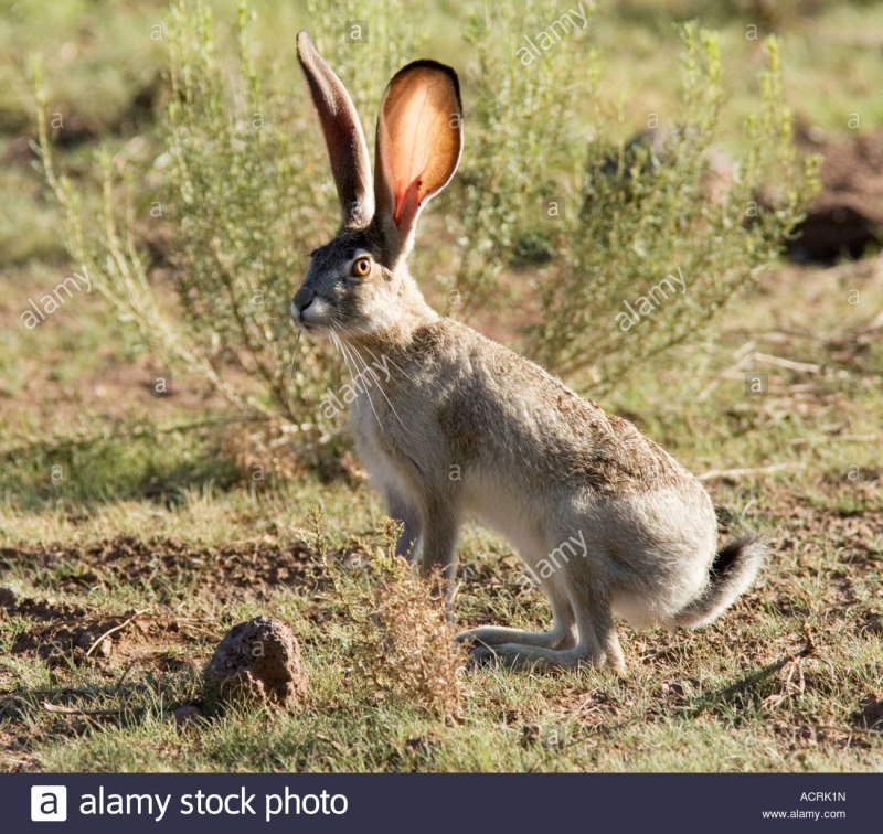 Антилоповый заяц (Lepus alleni)