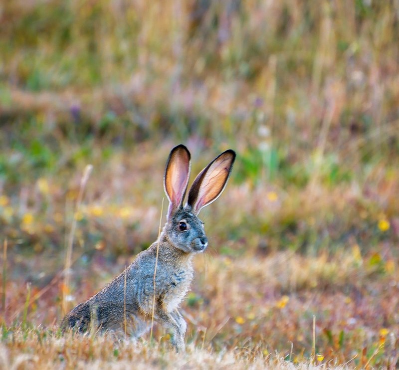 Lepus californicus