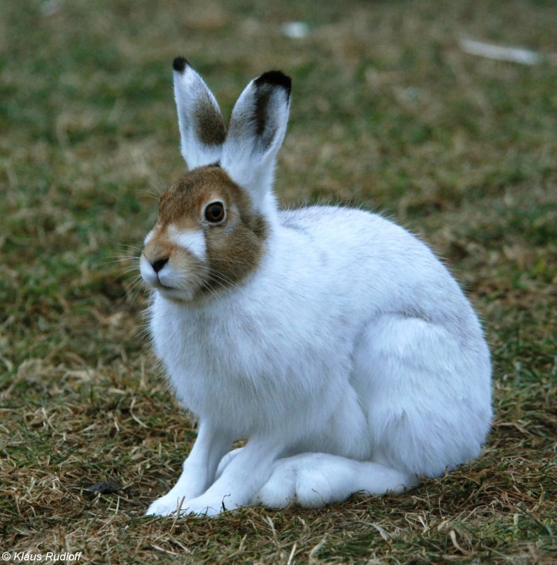 Sylvilagus Mansuetus