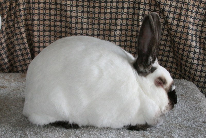 Lepus capensis