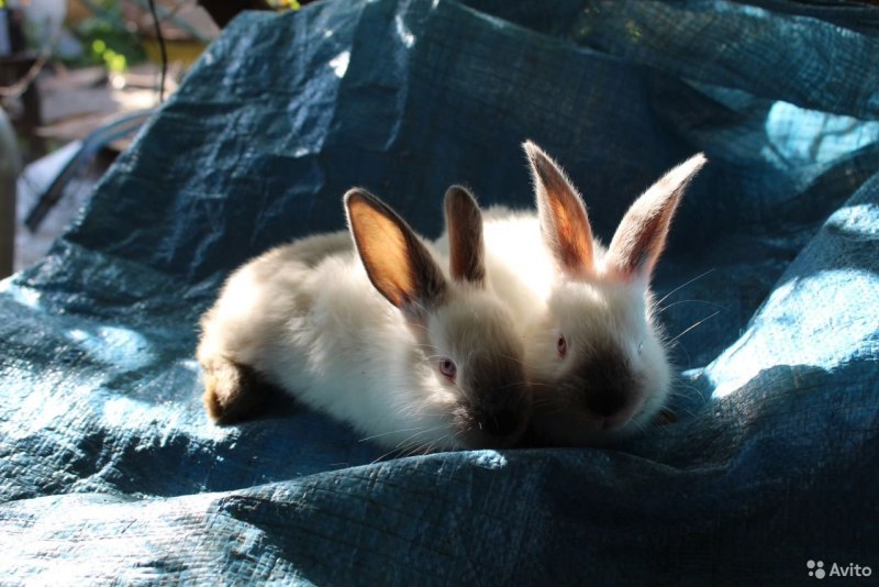 Lepus californicus