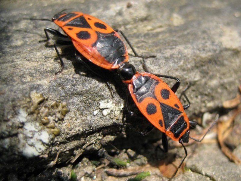 Клоп-солдатик – Pyrrhocoris apterus