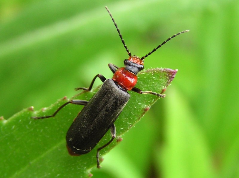 Клоп-солдатик – Pyrrhocoris apterus